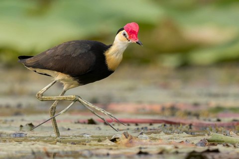 Comb-crested Jacana (Irediparra gallinacea) in a wetland area in Papua New Guinea
