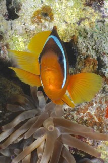Red sea anemonefish (Amphiprion bicinctus)