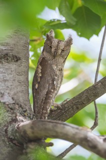 Eurasian Scops Owl (Otus scops), Aosta Valley, Italy