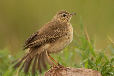 Plain-backed Pipit (Anthus leucophrys), Masai Mara, Kenya