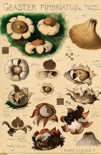 Mushroom, fungus, Fringed earthstar, Geastrum fimbriatum, syn. Geastrum sessile, authentic