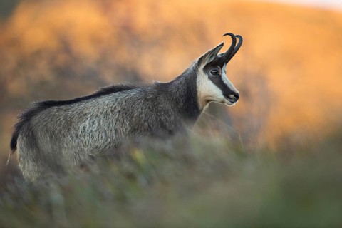 Chamois (Rupicapra rupicapra) adult in sunrise, Vosges, France