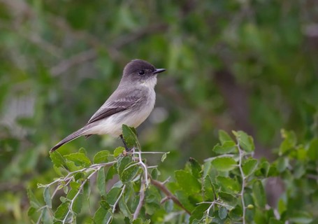 Eastern Phoebe (Sayornis phoebe) perched on a branch, Texas, USA