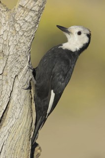 White-headed Woodpecker (Leuconotopicus albolarvatus), Oregon, USA