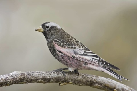 Black Rosy Finch (Leucosticte atrata), New Mexico, USA