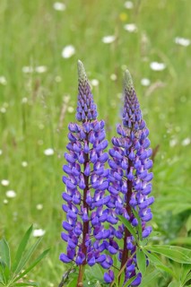 Narrow-leaved lupins (Lupinus sp.), inflorescence, Wilnsdorf, North Rhine. Westphalia, Germany