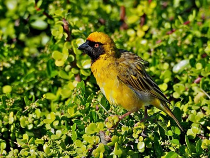 Masked weaver (Ploceus velatus)