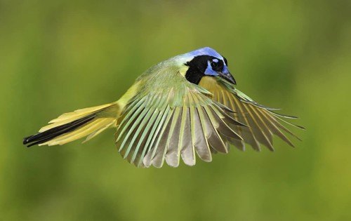 Green Jay (Cyanocorax luxuosus) flying, Texas, USA