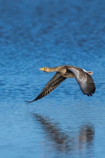 Greylag Goose, Anser anser, bird in flight over winter marshes