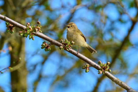 A songbird sitting on a branch with buds in front of a blue spring sky, chiffchaff (Phylloscopus