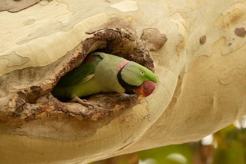 Alexandrine Parakeet (Psittacula eupatria) male peering out from nest hole, Hesse, Germany