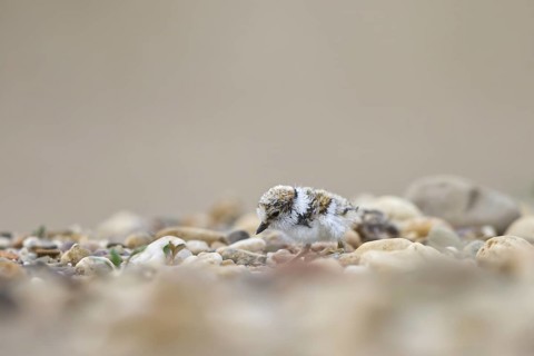 Little Ringed Plover (Charadrius dubius) chick, North Rhine-Westphalia, Germany