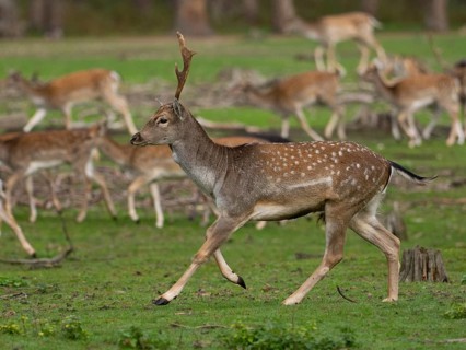 Young fallow deer running, North Rhine-Westphalia, Germany