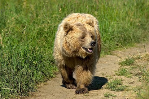 European brown bear (Ursus arctos) crossing a meadow with high grass on a field path, Poing