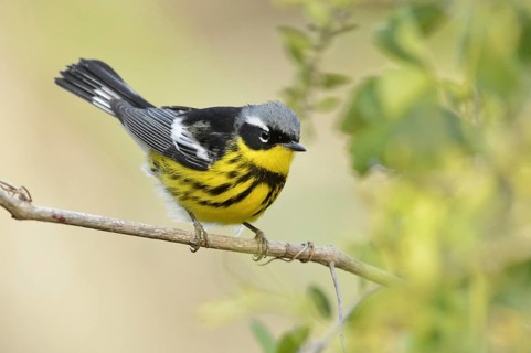 Magnolia Warbler (Setophaga magnolia), Texas, USA