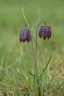 Snake's head fritillary (Fritillaria meleagris), Emsland, Lower Saxony, Germany
