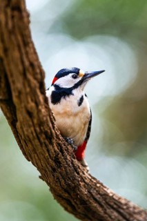 Male of Great Spotted Woodpecker, Dendrocopos major, bird in forest at winter sun
