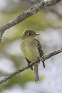 Yellow-bellied Flycatcher (Empidonax flaviventris), Newfoundland, Canada