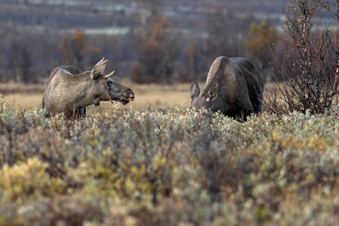 The young moose bull (Alces alces) stands next to the much larger moose cow, moose rut, rutting
