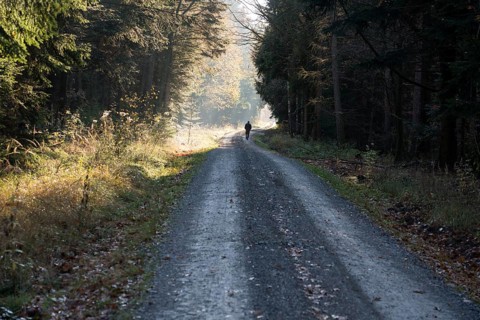 Forest path, Oberweser, Weser Uplands, Weserbergland, Hesse, Germany