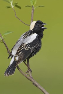 Bobolink (Dolichonyx oryzivorus) singing, Ontario, Canada