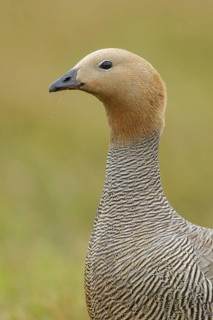 Upland Goose (Chloephaga picta) perched on the ground in the Falkland Islands