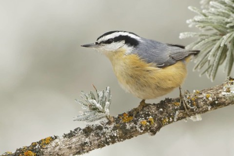 Red-breasted Nuthatch (Sitta canadensis), New Mexico, USA