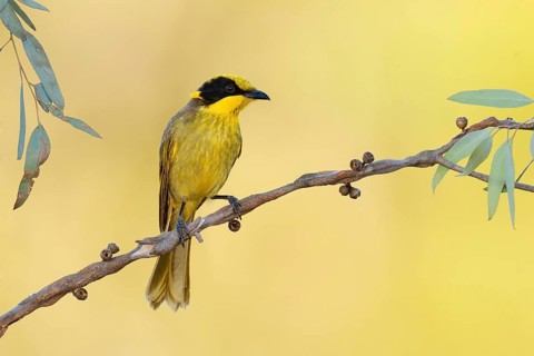 Yellow-tufted Honeyeater (Lichenostomus melanops), Victoria, Australia