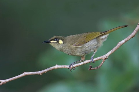 Yellow-spotted Honeyeater (Meliphaga notata) perched on a branch, Queensland, Australia