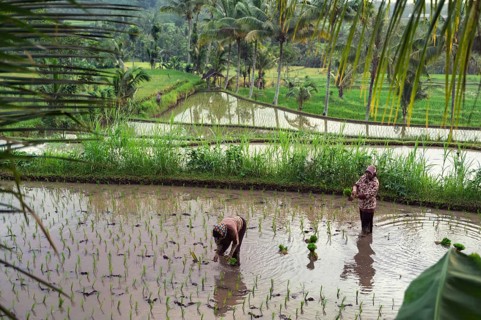 Two farmers plant rice seedlings in lush, terraced paddies in Indonesia. Surrounded by tropical