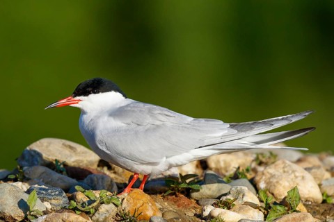 Common Tern (Sterna hirundo), North Rhine-Westphalia, Germany