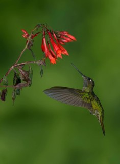 Magnificent Hummingbird (Eugenes fulgens) - San Gerrardo de Dota, Costa Rica