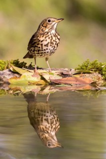 Song Thrush (Turdus philomelos) at a waterhole, Madrid, Spain