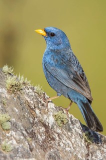 Blue Finch (Porphyrospiza caerulescens) perched on a rock in the Atlantic rainforest of southeast