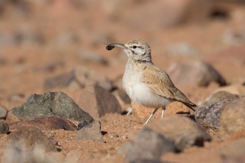 Greater Hoopoe-Lark (Alaemon alaudipes) juvenile, Morocco