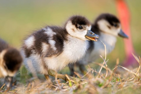Egyptian goose (Alopochen aegyptiaca) cute chicks on a meadow at the shore of a lake, Bavaria,