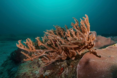 An antler-shaped staghorn coral, small polyp stony coral (Acropora muricata) in clear blue water.