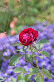 Bedding rose (Rosa ROSE DER EINHEIT), Federal Horticultural Show 2019, Germany