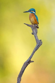 Common Kingfisher (Alcedo atthis) juvenile male, Saxony-Anhalt, Germany