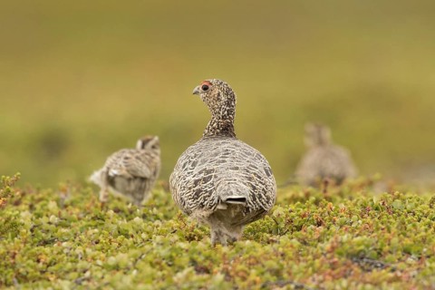 Willow Ptarmigan (Lagopus lagopus) female, Norway