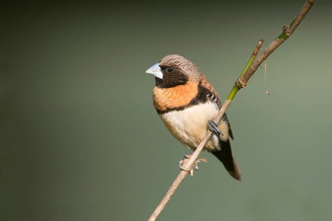 Chestnut-breasted Mannikin (Lonchura castaneothorax) perched on a twig, Queensland, Australia