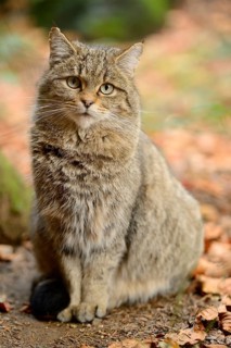 Close-up of a European wildcat (Felis silvestris silvestris) in autumn in the bavarian forest