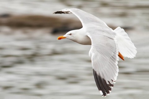 Yellow-legged Gull (Larus michahellis), adult in flight, Galicia, Spain