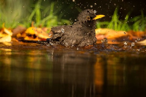A European Blackbird (Turdus merula) enjoys a vibrant bath in a shallow pool, surrounded by autumn