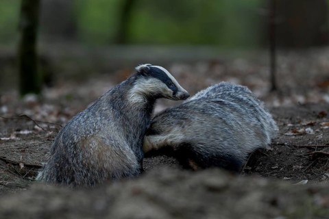 A pair of badgers (Meles meles) grooming each other at the roof castle, fun, joie de vivre,