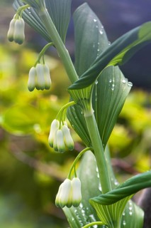 Flowers of a solomon's seal (Polygonatum multiflorum) with raindrops, Bavaria, Germany