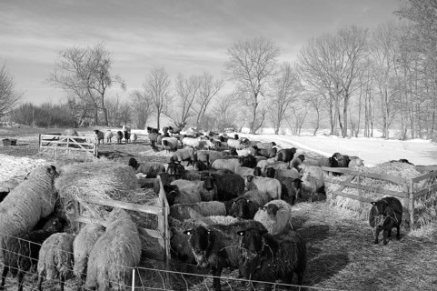 Sheep in winter on pasture, black and white, Othenstorf, Mecklenburg-Western Pomerania, Germany