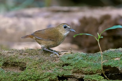 Lesser Shortwing (Brachypteryx leucophris), Bidoup National Park, Vietnam
