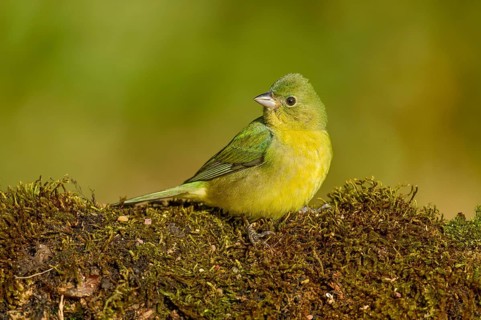 Painted Bunting (Passerina ciris) female on ground, Texas, USA