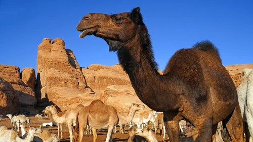 Camel, camels, (Camelidae), resting, desert, animal, animals, mammal, mammals, several, group,